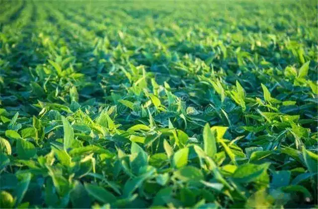 Soybeans cultivation techniques