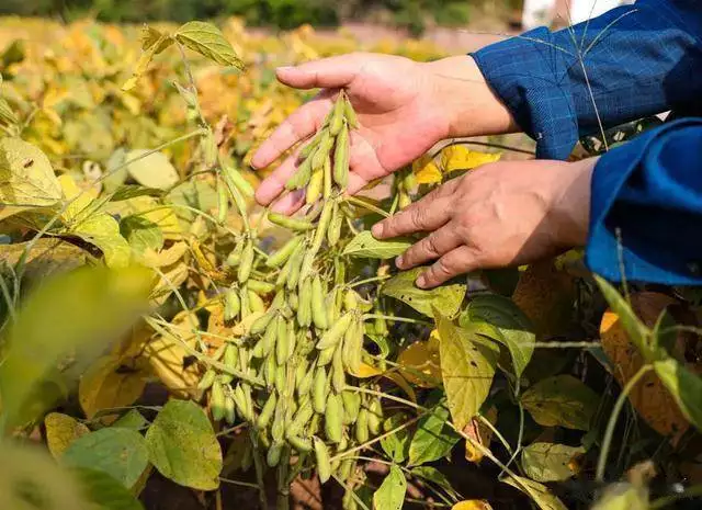 Soybeans cultivation techniques