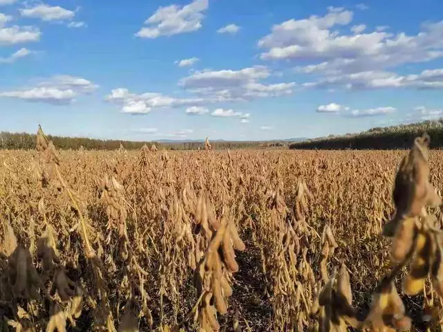 Soybeans cultivation techniques