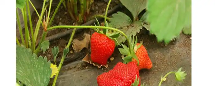 盆栽,草莓,种植,方法