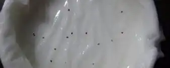 盆栽,草莓,种植,方法