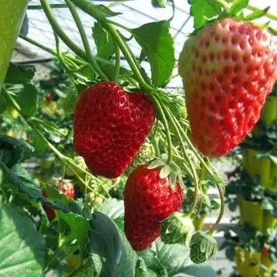 盆栽,草莓,种植,方法