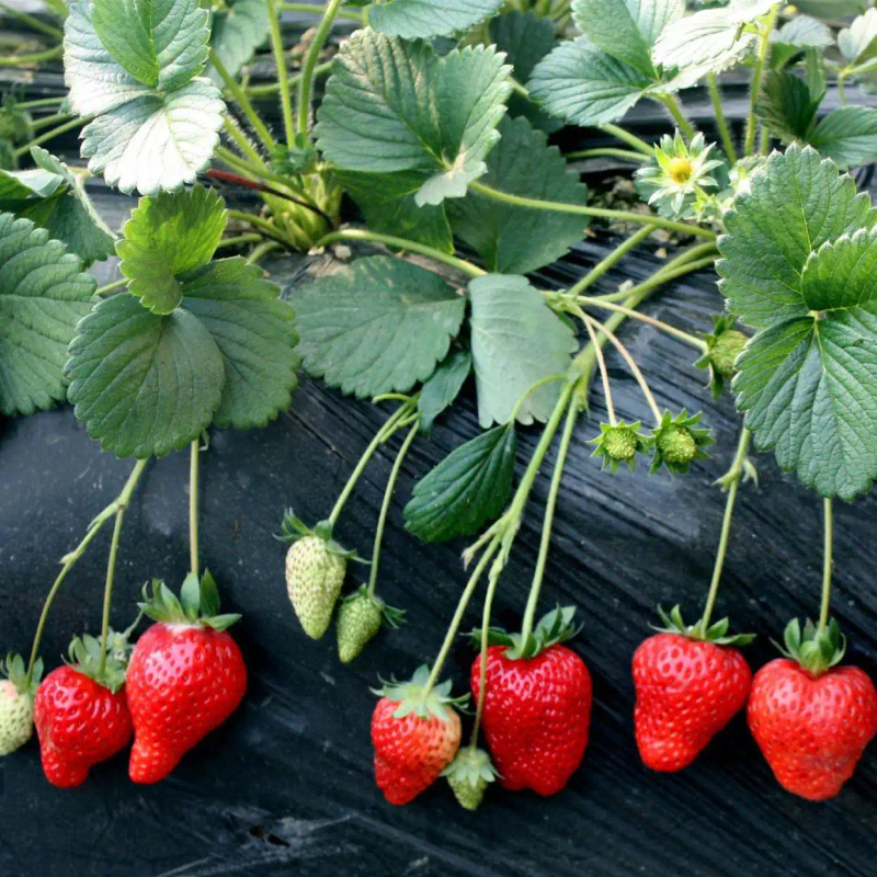 盆栽,草莓,种植,方法