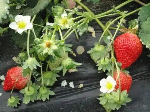 盆栽,草莓,种植,方法