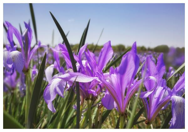 Maramite cultivation methods
