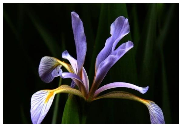 Maramite cultivation methods