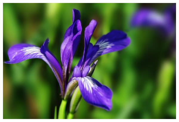 Maramite cultivation methods