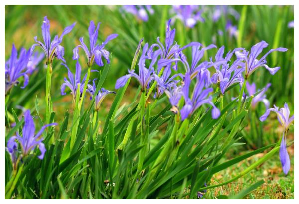 Maramite cultivation methods