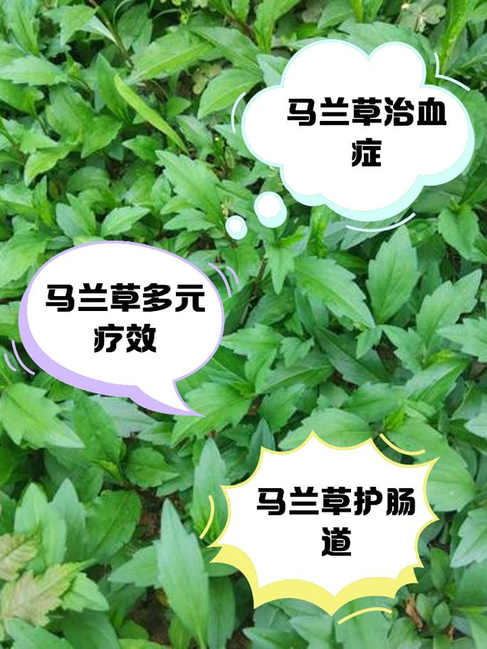 Maramite cultivation methods