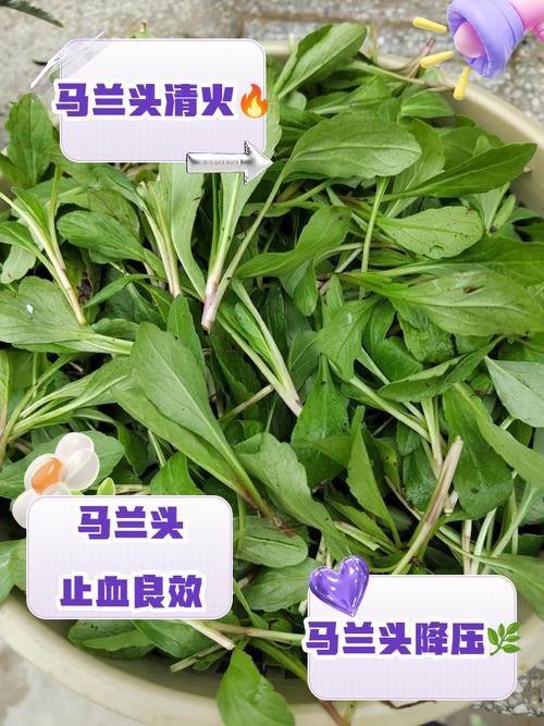 Maramite cultivation methods