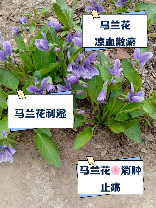 Maramite cultivation methods