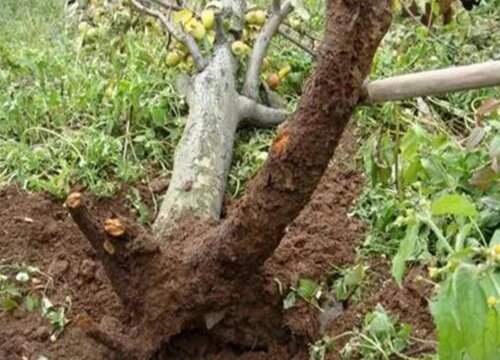 How do grape seedlings grow