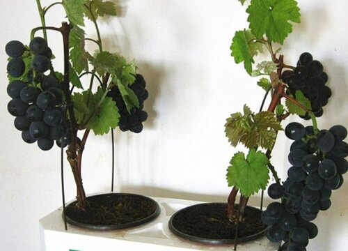 How do grape seedlings grow
