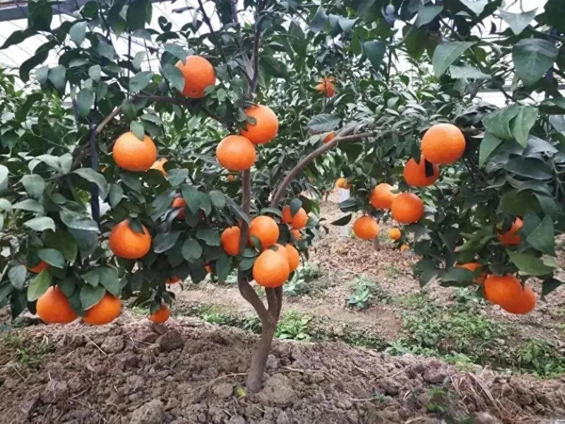 Network of technologies for citrus tree cultivation