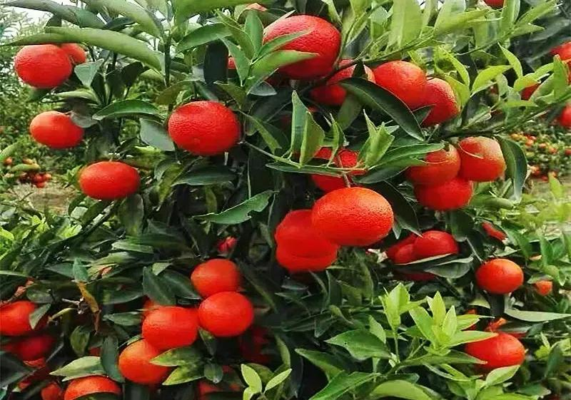 Network of technologies for citrus tree cultivation