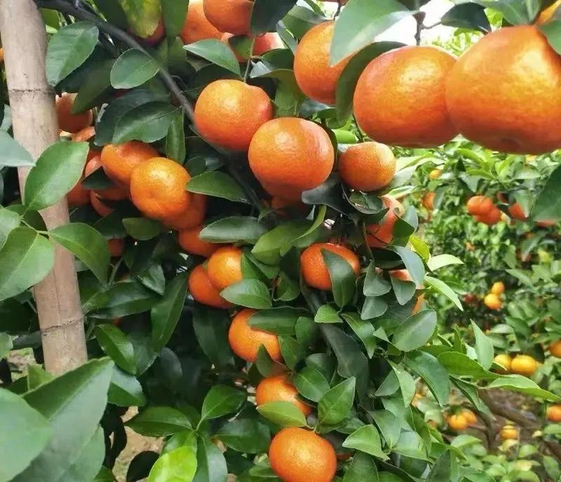 Network of technologies for citrus tree cultivation