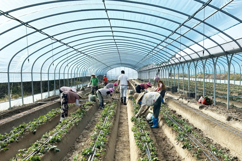 Strawberry planting methods