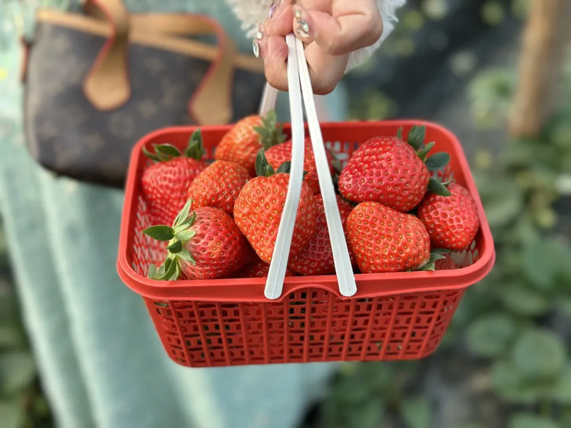 Strawberry planting methods