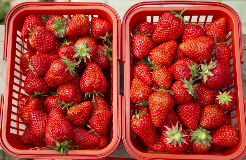 Strawberry planting methods