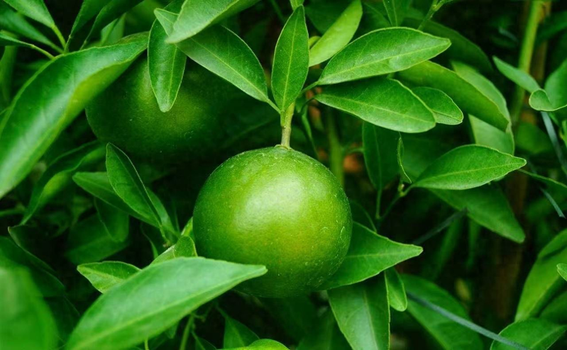 Network of technologies for citrus tree cultivation