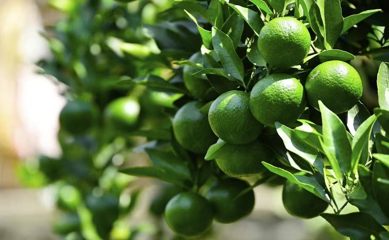 Network of technologies for citrus tree cultivation