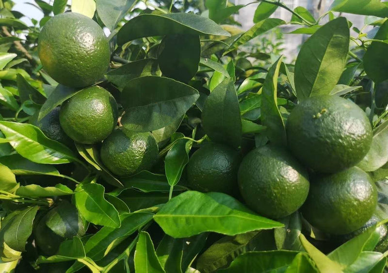 Network of technologies for citrus tree cultivation