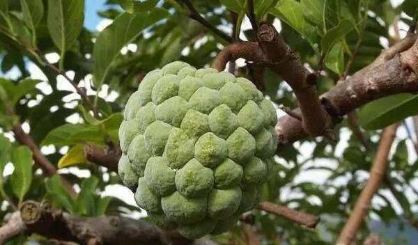 番荔枝种植技术书籍