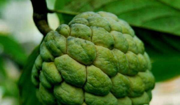 番荔枝种植技术书籍