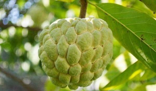 番荔枝种植技术书籍