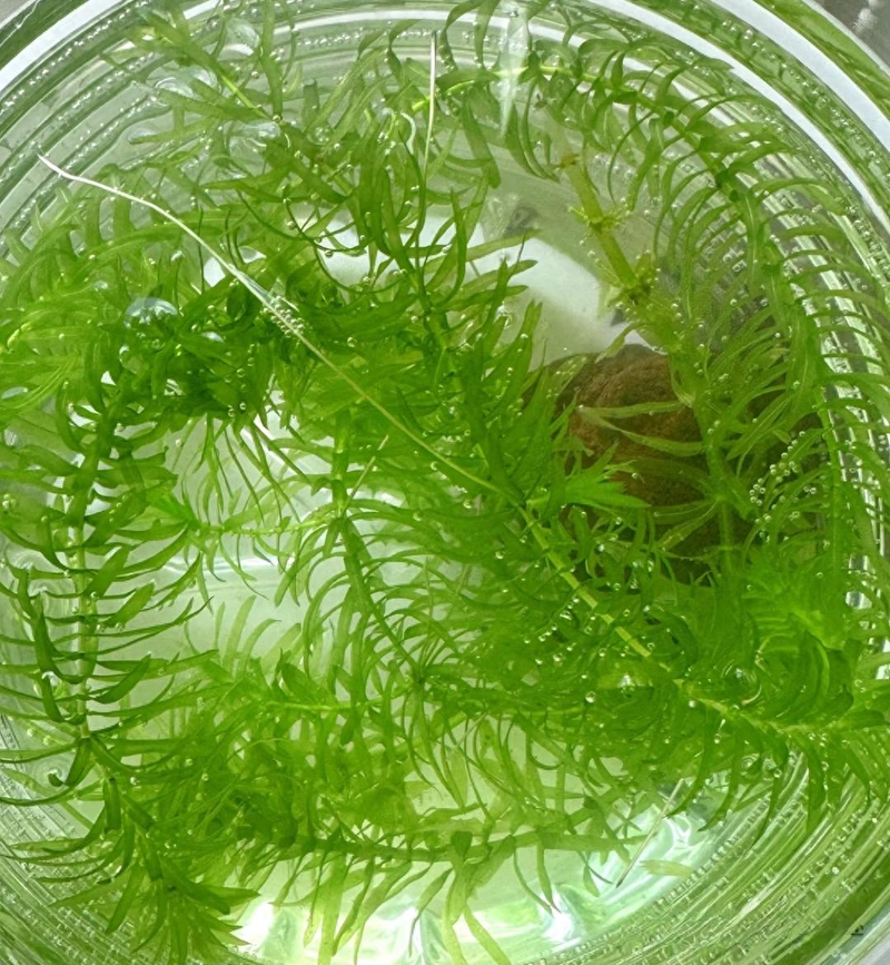 Aquator hydrograss farming methods