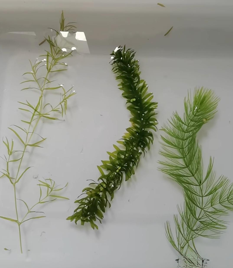 Aquator hydrograss farming methods