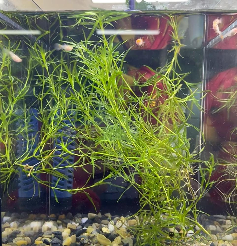 Aquator hydrograss farming methods