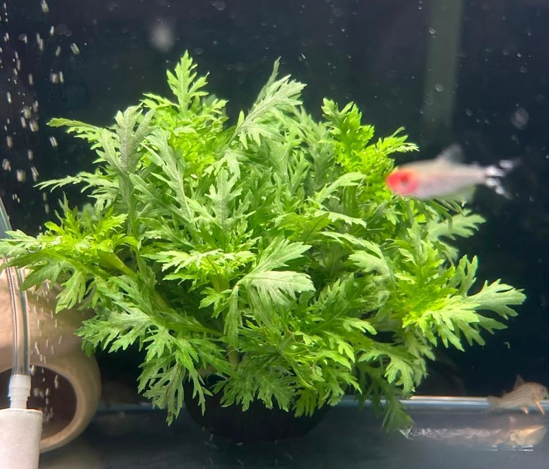 Aquator hydrograss farming methods