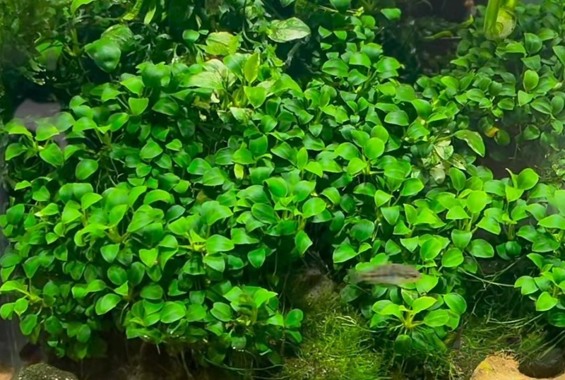 Aquator hydrograss farming methods