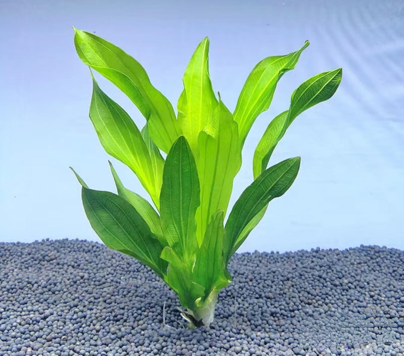 Aquator hydrograss farming methods