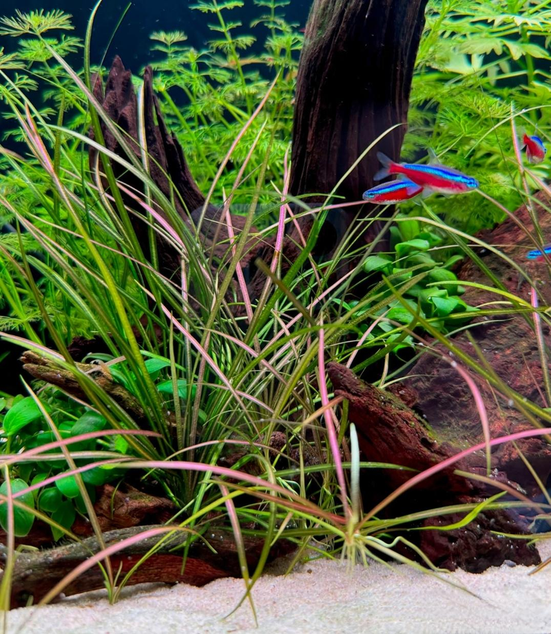 Aquator hydrograss farming methods