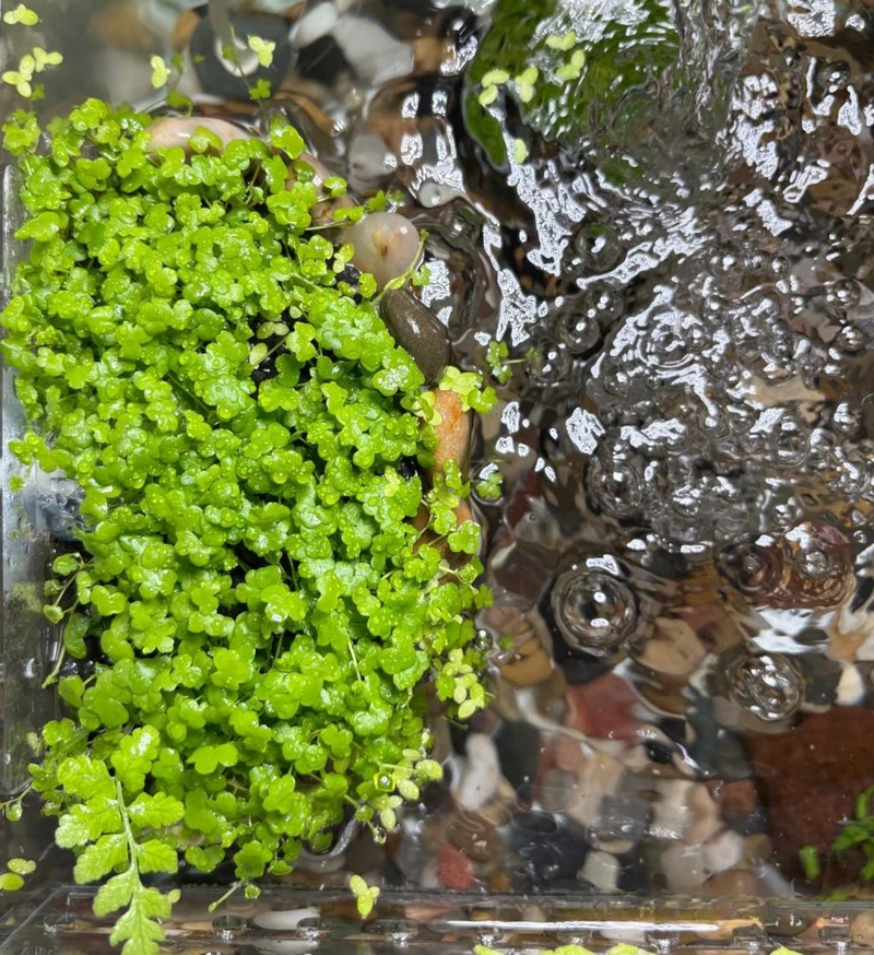 Aquator hydrograss farming methods