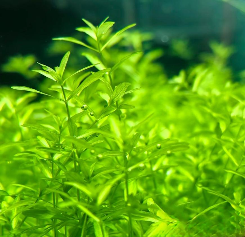 Aquator hydrograss farming methods