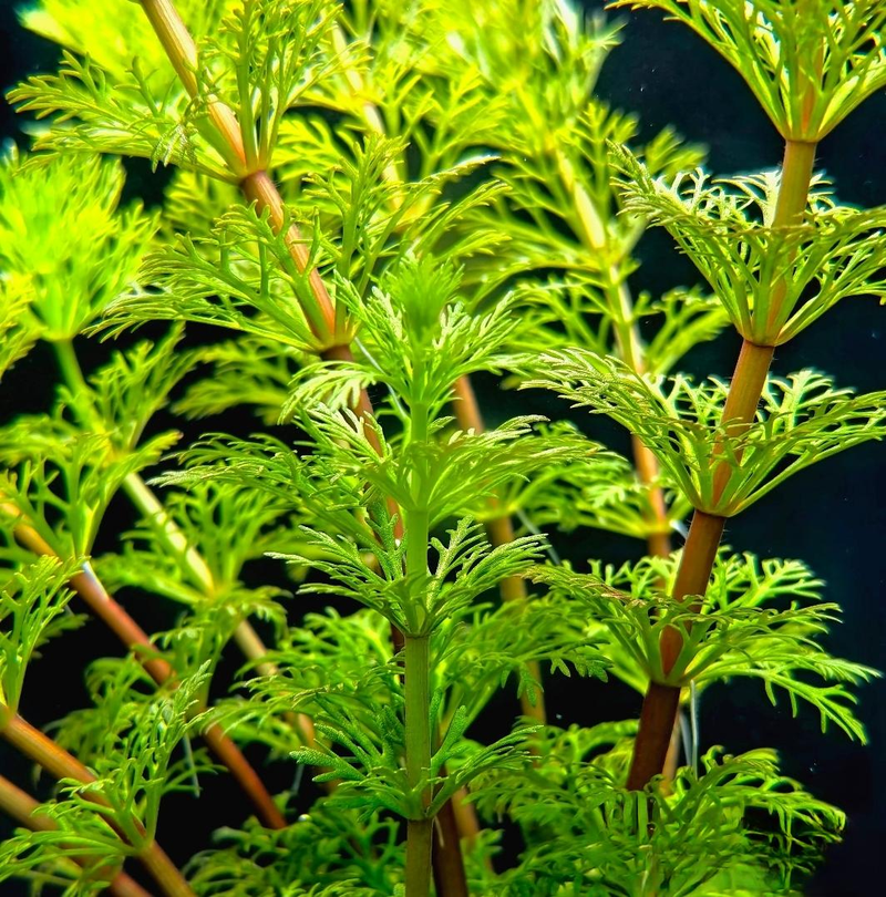 Aquator hydrograss farming methods