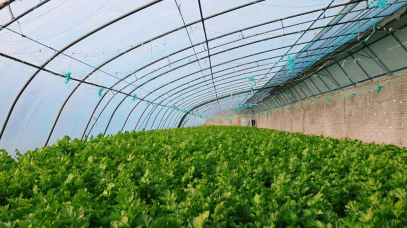 大棚蔬菜种植技术芹菜