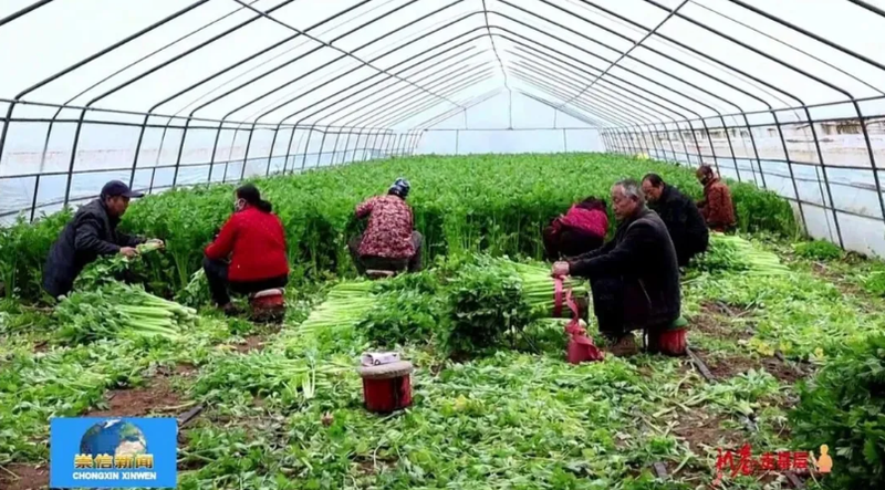 大棚蔬菜种植技术芹菜