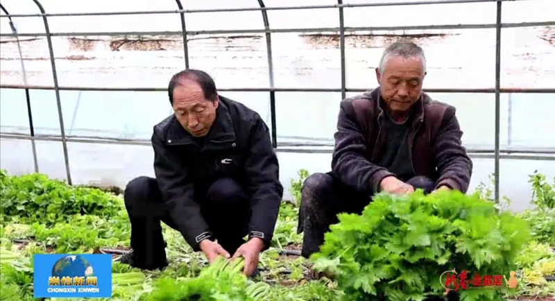 大棚蔬菜种植技术芹菜