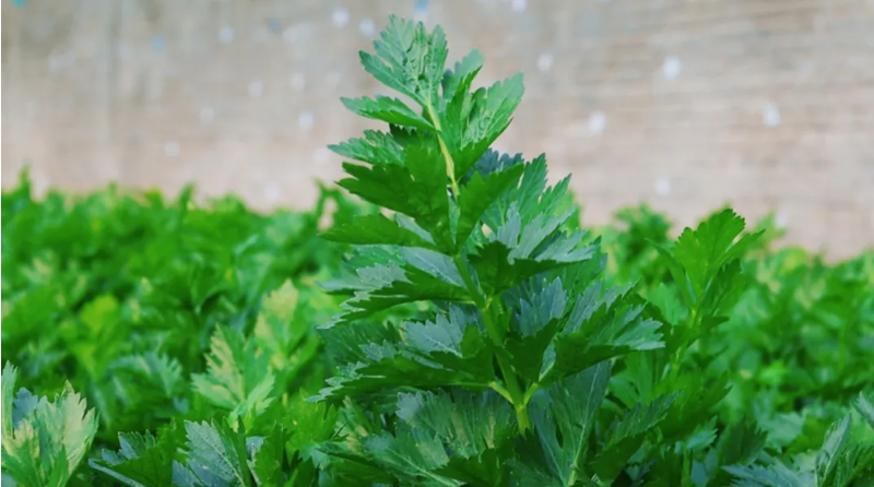 大棚蔬菜种植技术芹菜