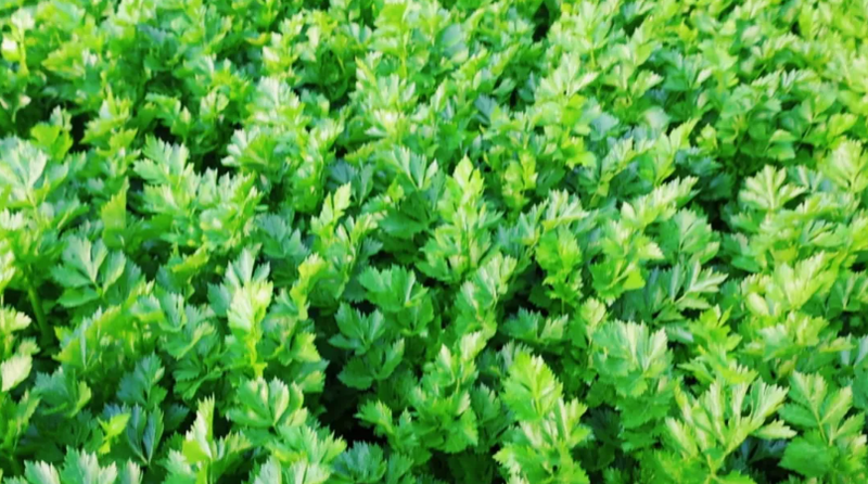 大棚蔬菜种植技术芹菜