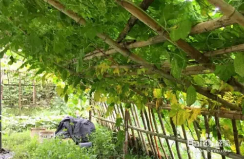 金铃子种植技术