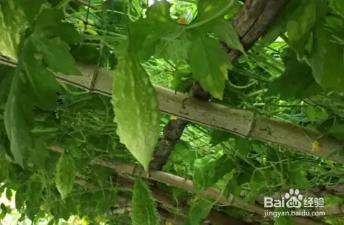 金铃子种植技术