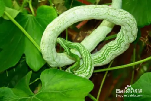 金铃子种植技术