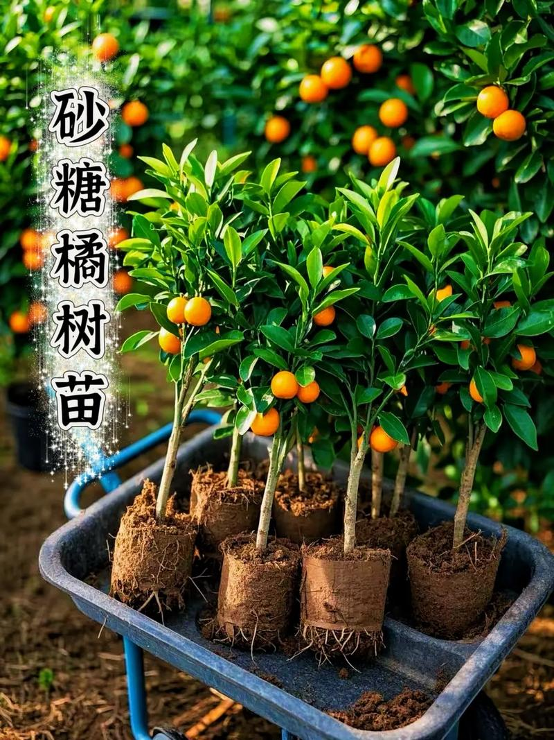 柑桔果树种植技术网