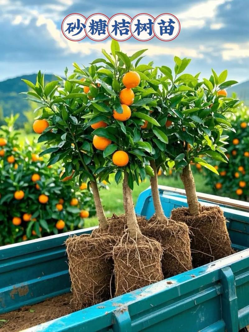 柑桔果树种植技术网