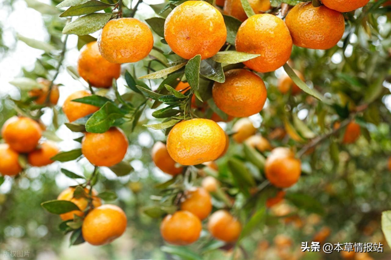 Network of technologies for citrus tree cultivation